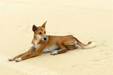 为什么澳洲野犬和中华田园犬长得那么像？它们是什么亲戚？