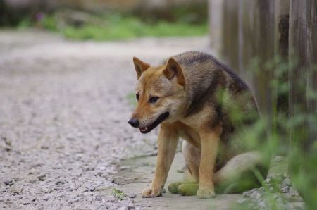 为什么澳洲野犬和中华田园犬长得那么像？它们是什么亲戚？