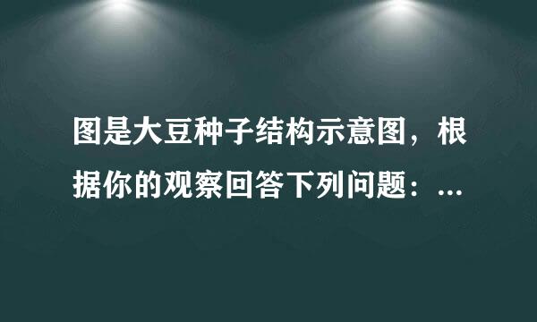 图是大豆种子结构示意图，根据你的观察回答下列问题：（1）填出图中指示线所指结构名称：1______2______