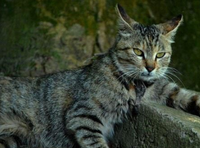 狸花猫和虎斑猫的区别有哪些？哪个更好养呢？