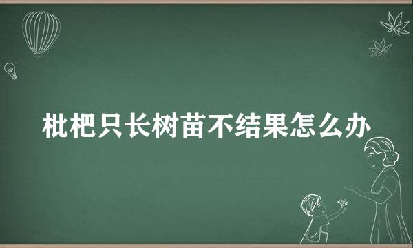 枇杷只长树苗不结果怎么办