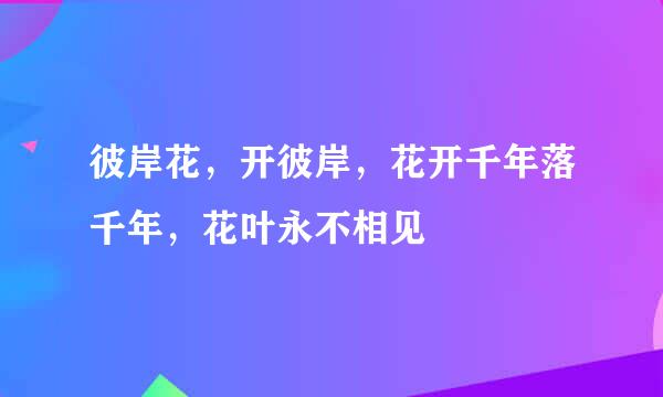 彼岸花，开彼岸，花开千年落千年，花叶永不相见