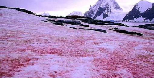 南极又出现西瓜雪，这种现象到底是怎么回事？