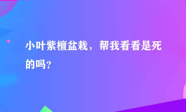 小叶紫檀盆栽，帮我看看是死的吗？