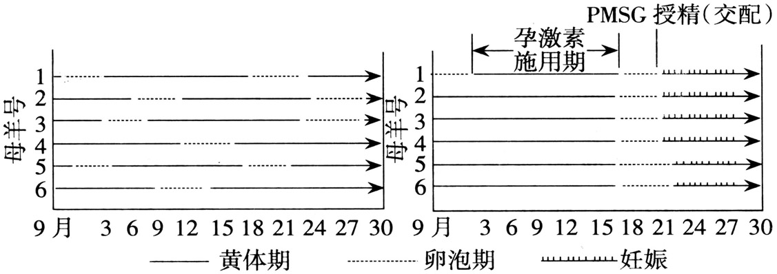 如何实现母羊同期发情