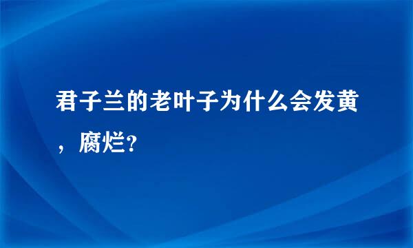 君子兰的老叶子为什么会发黄，腐烂？