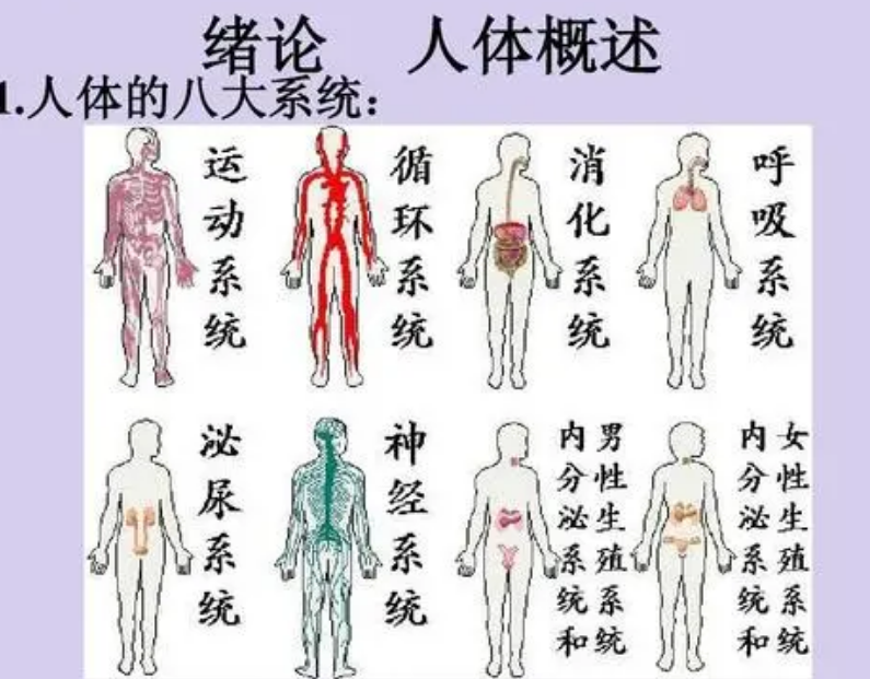 人体八大系统的组成器官及其功能是什么？