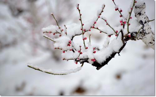 描写霜雪的诗句