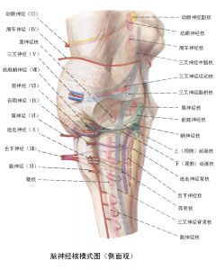 呼吸中枢的延髓