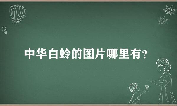 中华白蛉的图片哪里有？