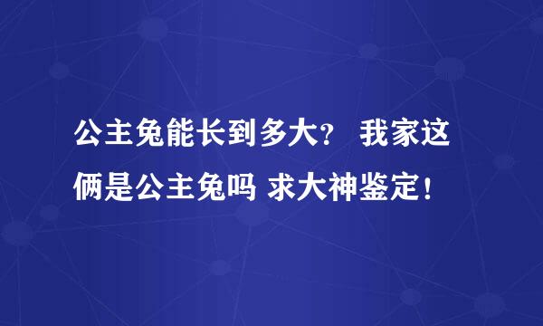 公主兔能长到多大？ 我家这俩是公主兔吗 求大神鉴定！