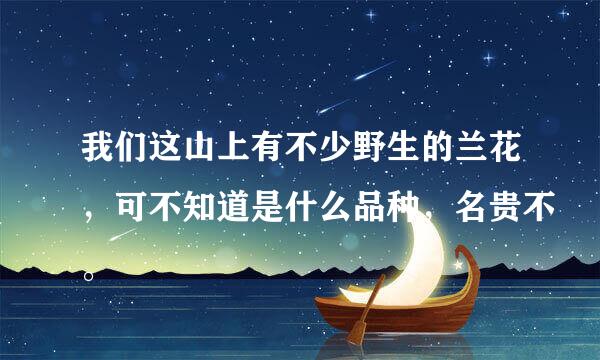 我们这山上有不少野生的兰花，可不知道是什么品种，名贵不。