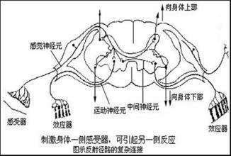 上运动神经元与下运动神经元的区别是什么?