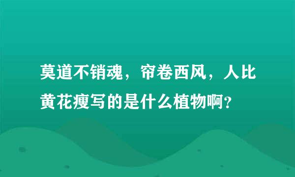 莫道不销魂，帘卷西风，人比黄花瘦写的是什么植物啊？