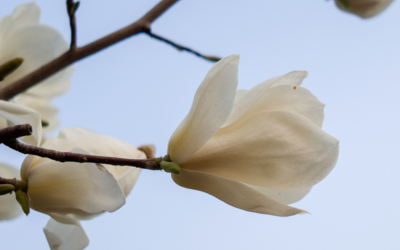 什么花是白色的啊