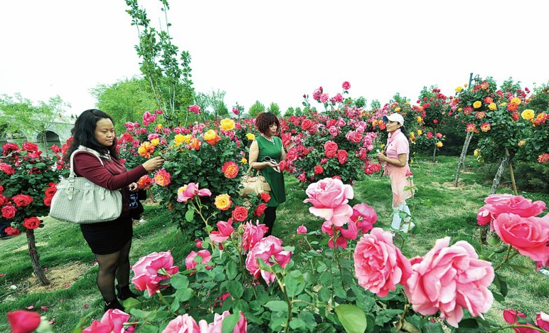 月季之乡的莱州市月季花节