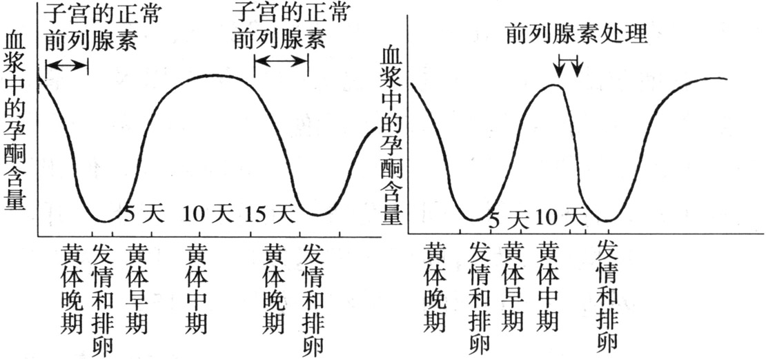 如何实现母羊同期发情