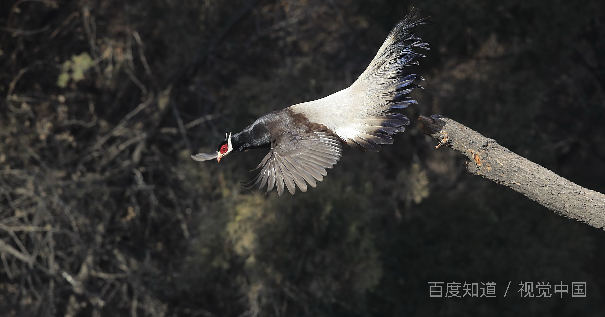 我需要各种动物的详细介绍 主要是习性 特点