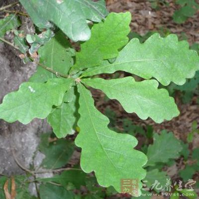 辽东栎的植物用途