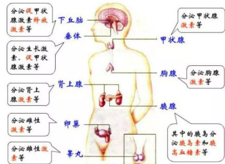 八大腺体的作用