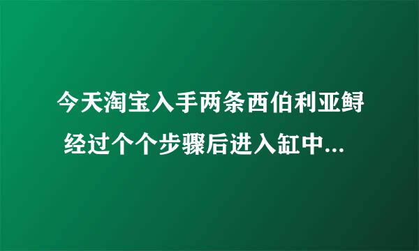 今天淘宝入手两条西伯利亚鲟 经过个个步骤后进入缸中 增氧泵已全开，但是总是有一条往水面上游