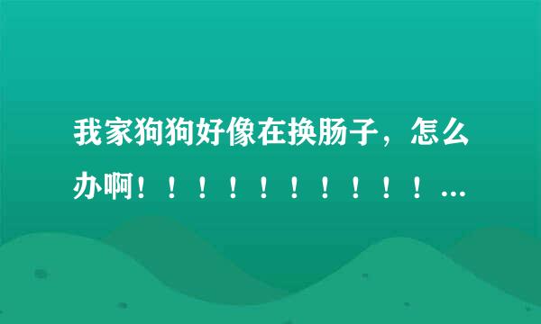 我家狗狗好像在换肠子，怎么办啊！！！！！！！！！！！！！！