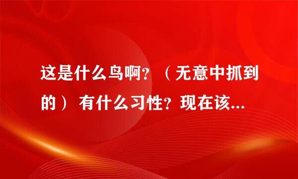 这是什么鸟啊？（无意中抓到的） 有什么习性？现在该喂它什么吃？怎么养？