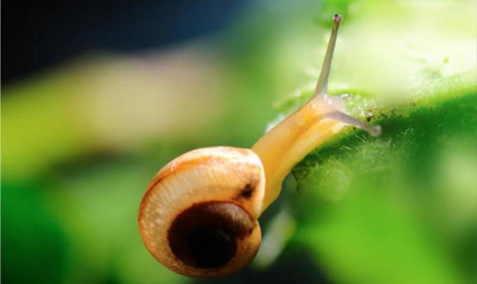 蜗牛为什么是牙齿最多的生物？蜗牛究竟有多少颗牙齿？