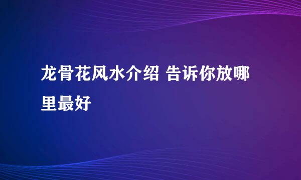 龙骨花风水介绍 告诉你放哪里最好