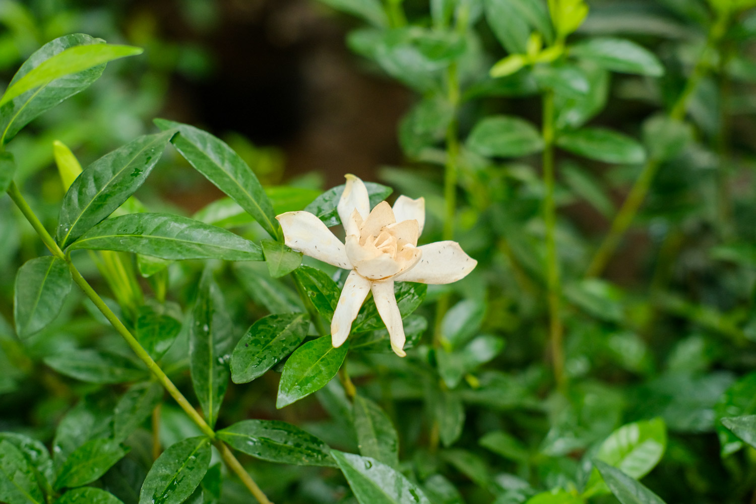 栀子花的花语和它的传说？