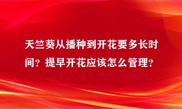 天竺葵从播种到开花要多长时间？提早开花应该怎么管理？