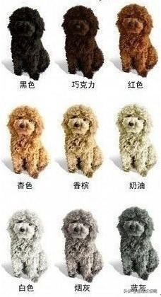 小泰迪犬大概多少钱一只？怎么样？