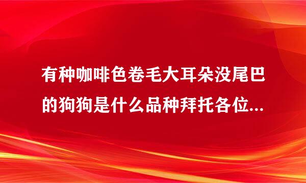 有种咖啡色卷毛大耳朵没尾巴的狗狗是什么品种拜托各位了 3Q