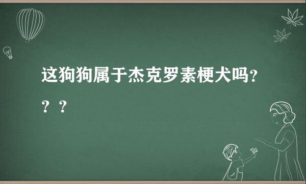 这狗狗属于杰克罗素梗犬吗？？？