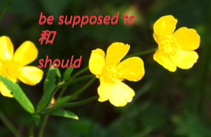 be supposed to 和should用法上有什么区别