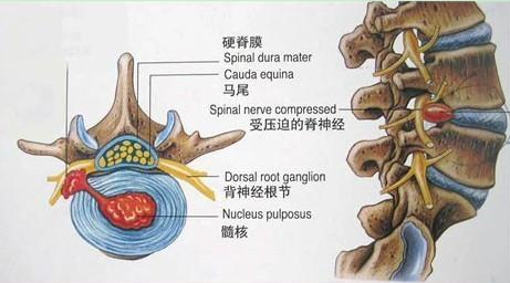 解剖学基础重点归纳有哪些？