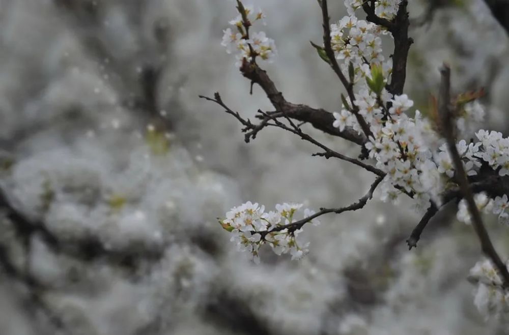 《春庭雪》这首歌的歌词是什么意思？求解，谢谢！