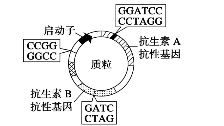 质粒中f1ori与ori区别