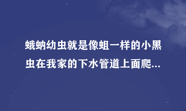 蛾蚋幼虫就是像蛆一样的小黑虫在我家的下水管道上面爬着！很多很多！我上厕所的时候抬头能看见！怎么办