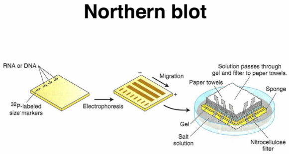 Northern杂交、Southern杂交和Western杂交有什么区别