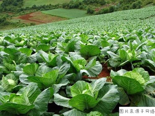 现在季节种植什么农作物最好？