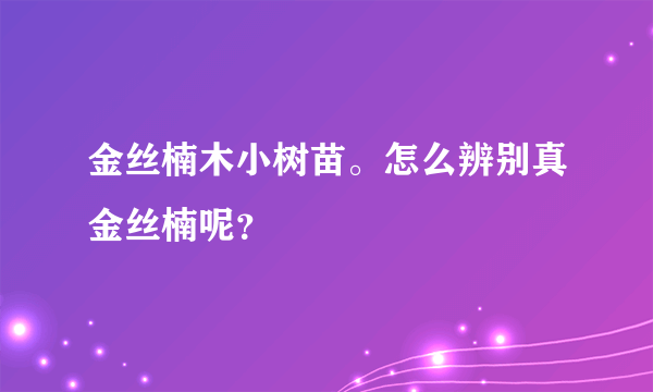 金丝楠木小树苗。怎么辨别真金丝楠呢？