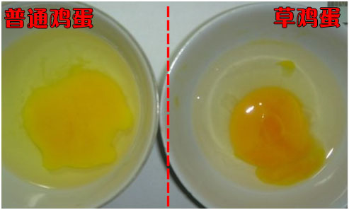 草鸡蛋、柴鸡蛋、普通鸡蛋有什么区别？