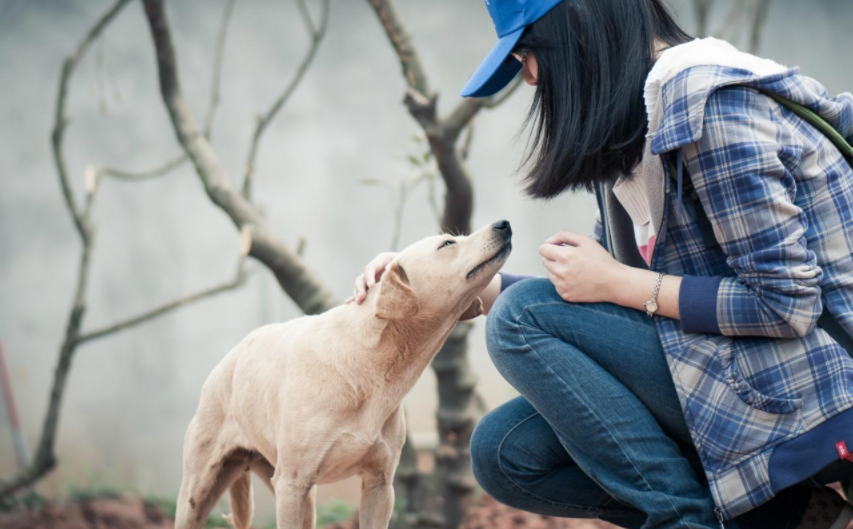 adopt是什么意思