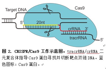 crispr/cas9的原理