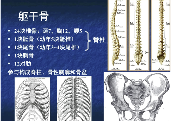 躯干骨的组成如何？