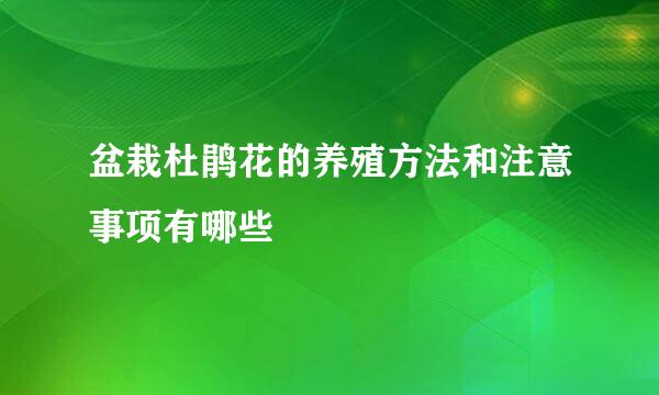 盆栽杜鹃花的养殖方法和注意事项有哪些