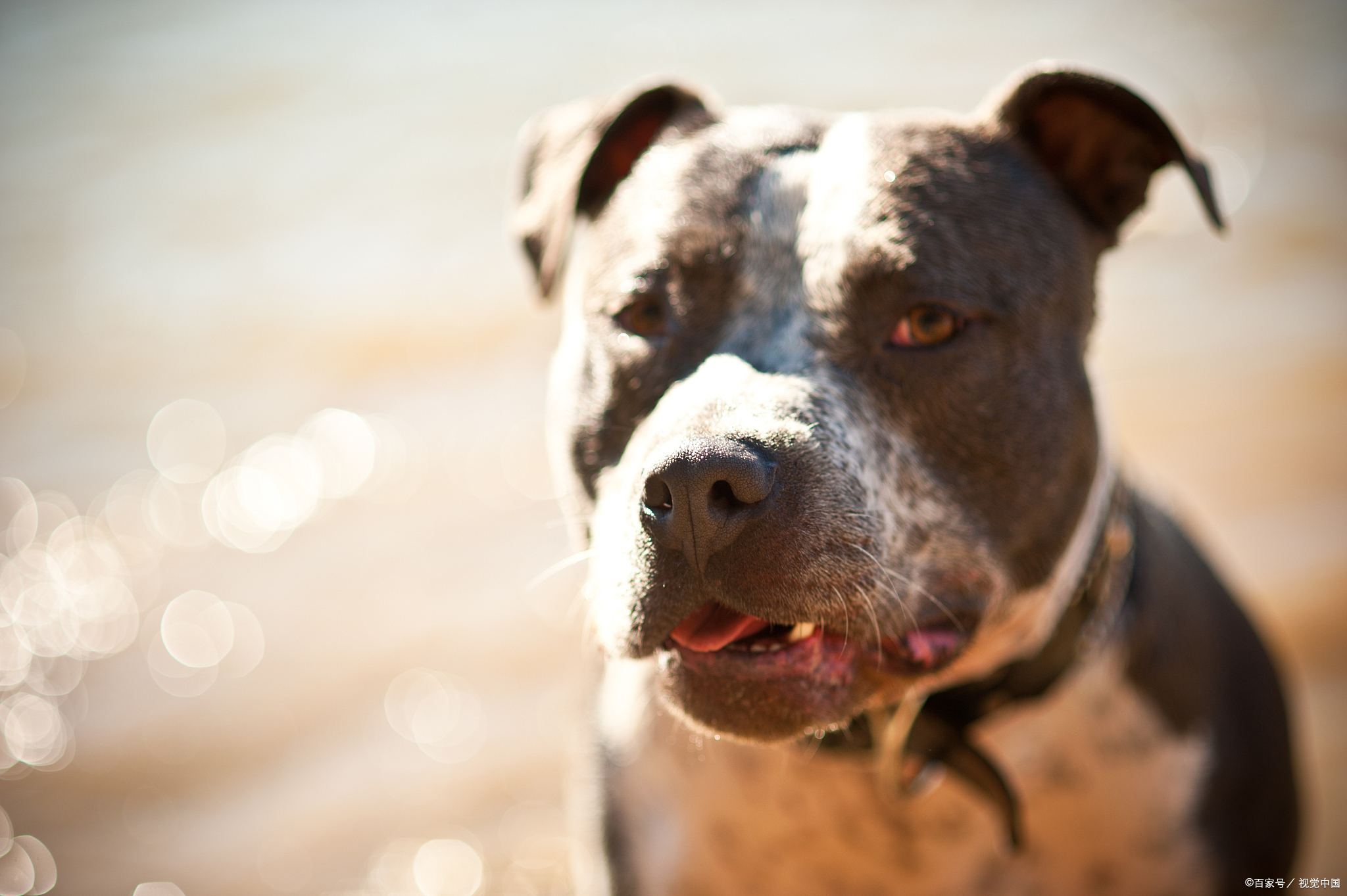 比特犬和藏獒都是凶猛的大型犬，那么到底谁更厉害呢？