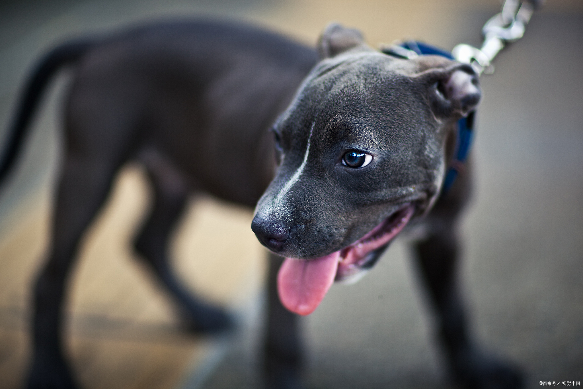 比特犬和藏獒都是凶猛的大型犬，那么到底谁更厉害呢？