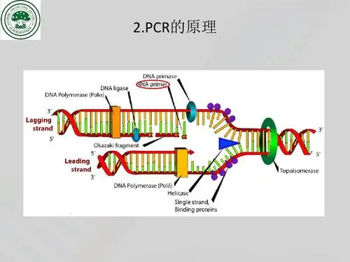 pcr原理是什么?